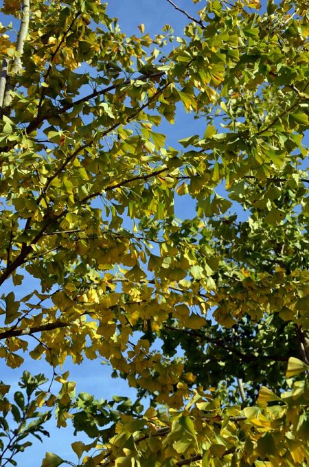 Ginkgo biloba - Vente Ginko bilobé - Arbre aux quarante écus