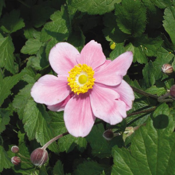 Anemone hupehensis 'September Charm' - Anémone