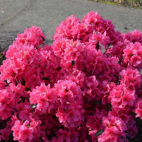 Azalea (J) 'Madame van Hecke' - Azalées persistantes du Japon