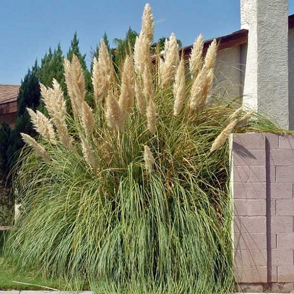 Cortaderia selloana - Herbe de la pampa