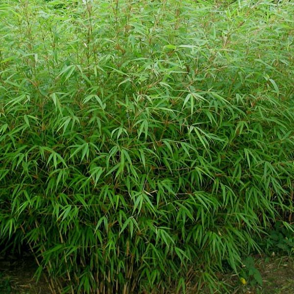 'Rufa' - bamboe