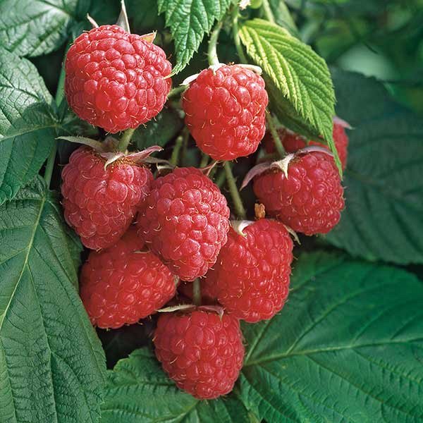 Raspberry 'Autumn Bliss' (Autumn fruiting)