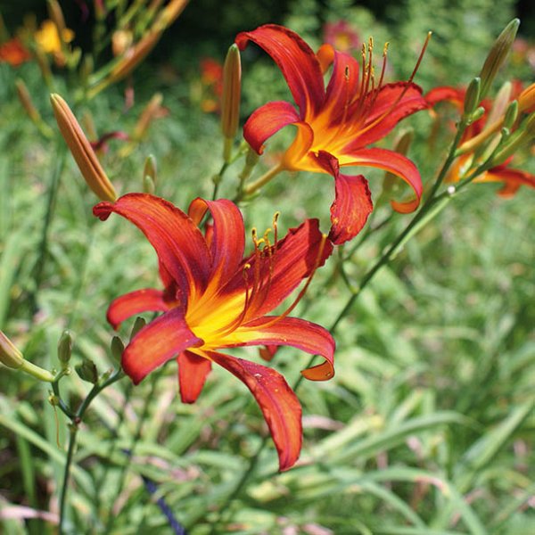 'Sammy Russell' - Day Lilly
