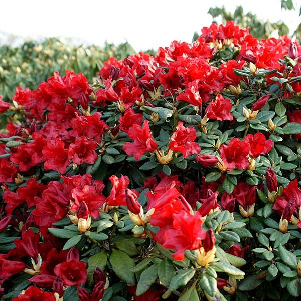 Rhododendron Wonder' - Dwergrhododendron