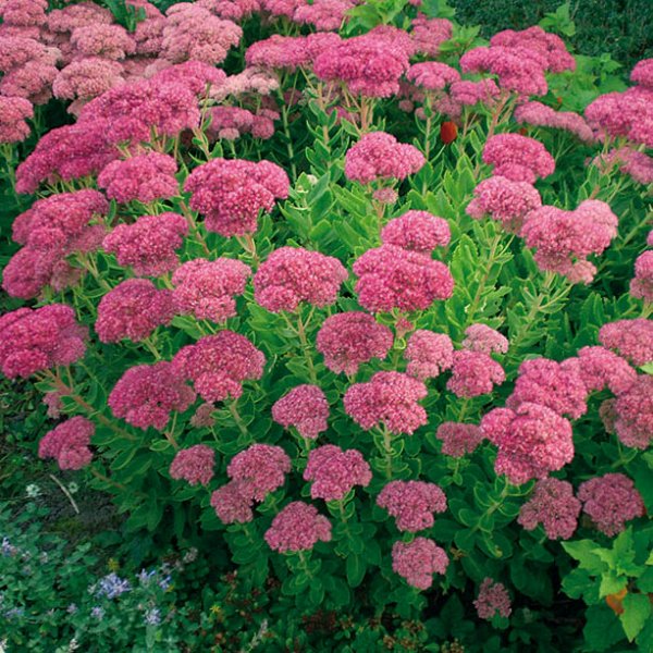 10+ Stone Crop Gardens