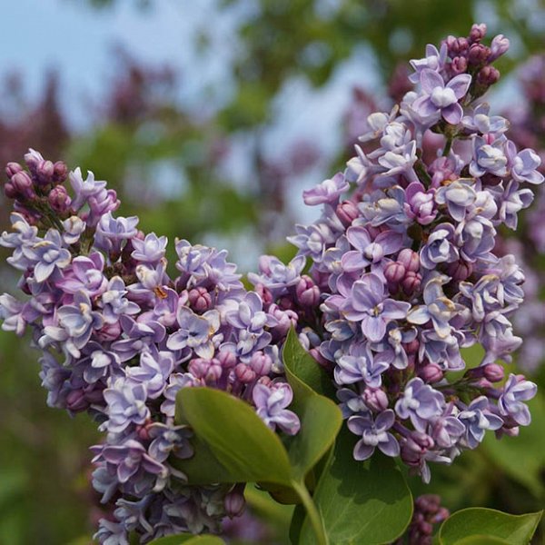 Syringa vulgaris 'Michel Buchner' - Lilas commun à fleurs doubles